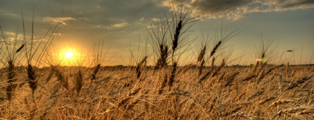 North Dakota - Wheat blows in the wind at sunset - See America - Visit USA Travel Guide